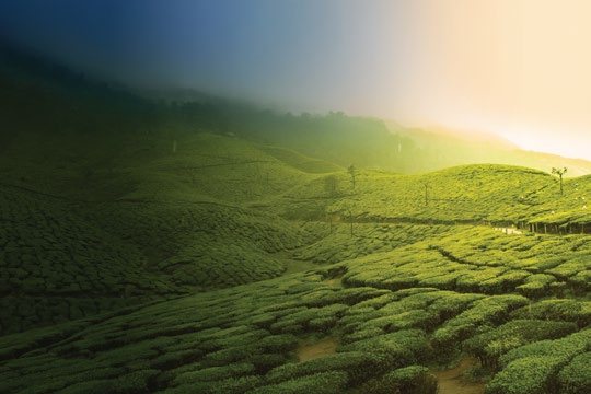 Rolling tea estates in Munnar at sunrise